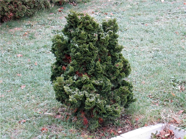 Chamaecyparis obtusa Nana Gracilis 