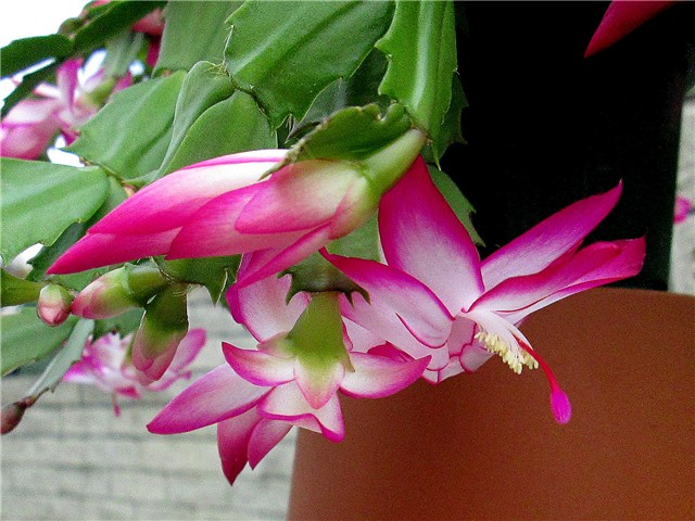 Schlumbergera