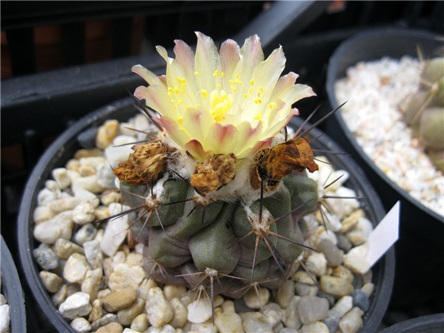 Copiapoa mollicula 