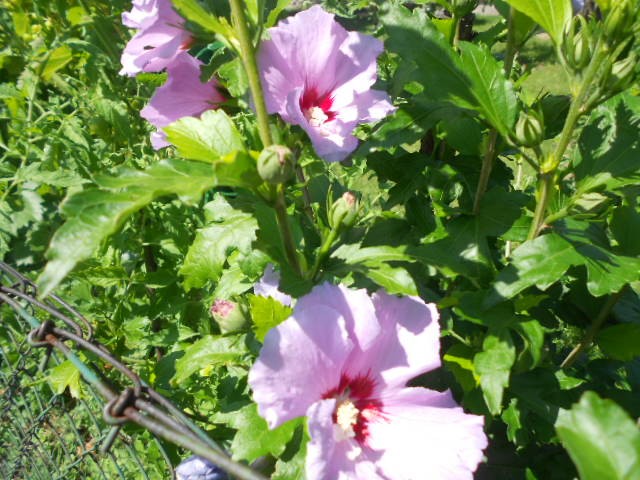 vrtni hibiskus