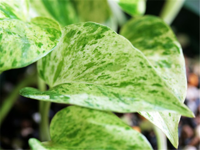 Scindapsus