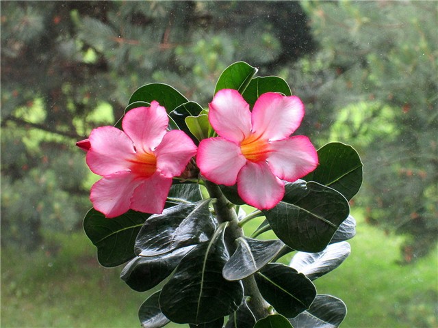Adenium obesum