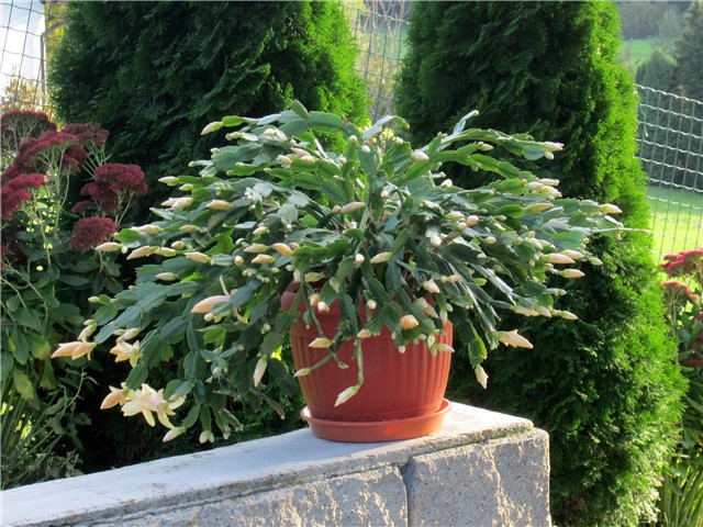 Schlumbergera truncata