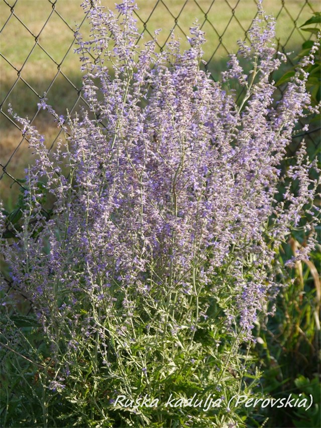 kadulja