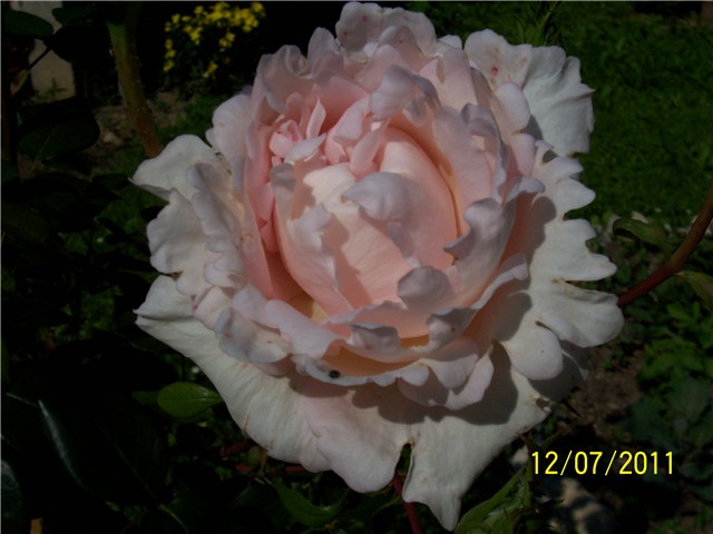 Ruža sedefasto roza