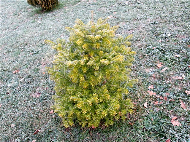 Abies koreana