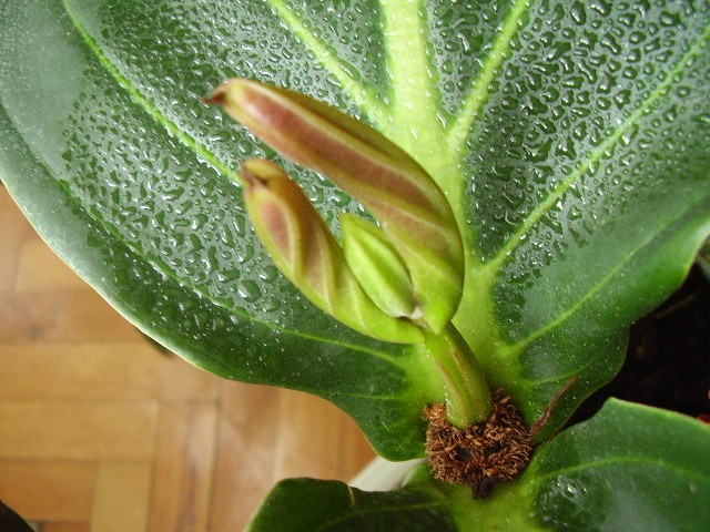 Medinilla