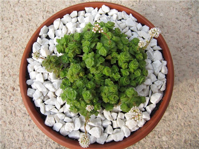 Crassula socialis