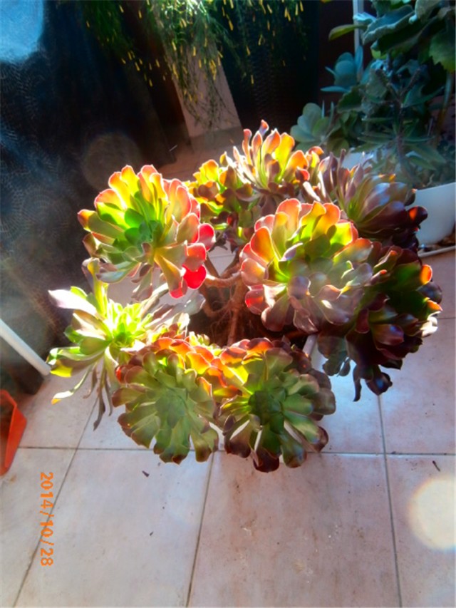 aeonium