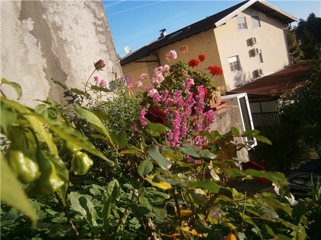 zjevalica