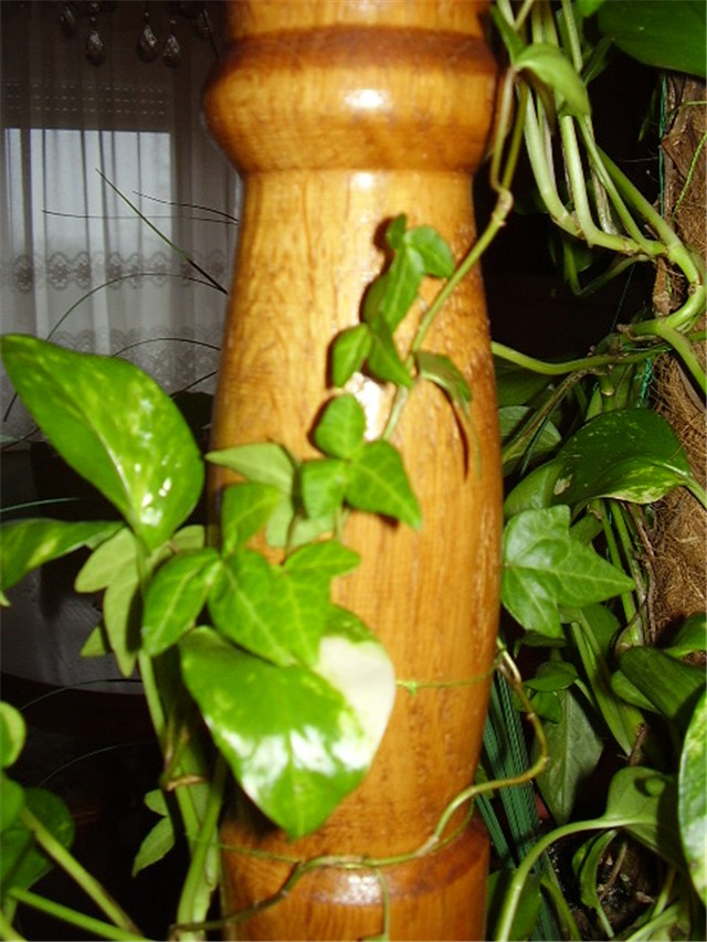 Hedera helix