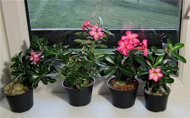 Adenium obesum sijanci 2012
