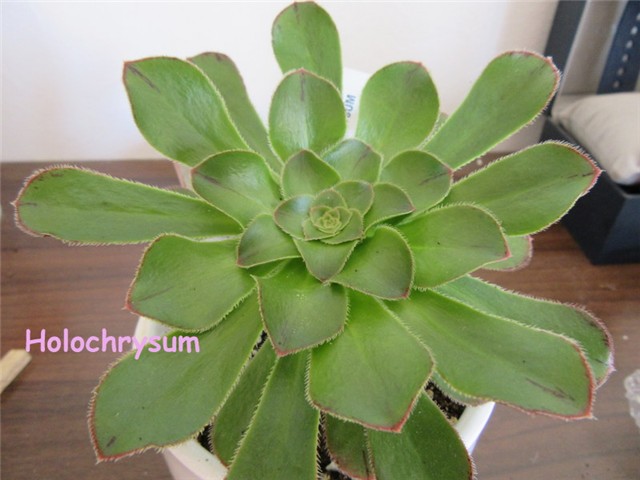 aeonium8