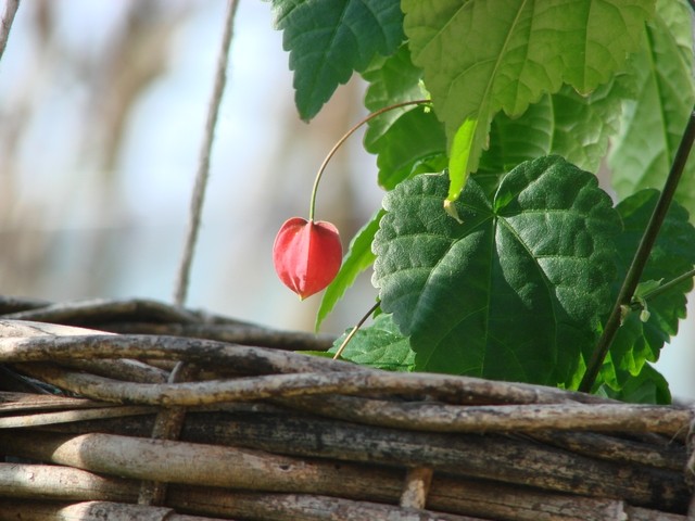 abutilon u tegli