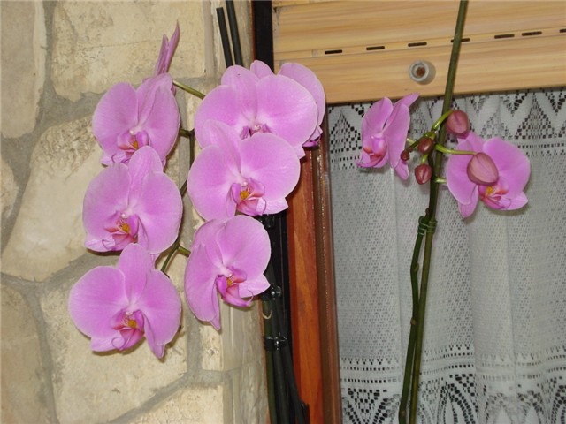 orhideja
