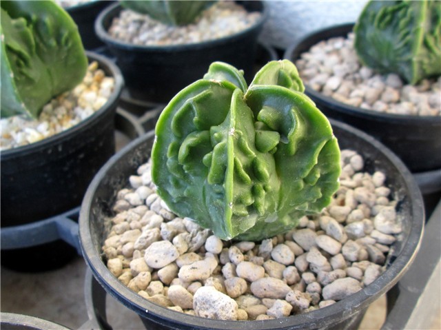 Astrophytum myriostigma cv. fukuryu