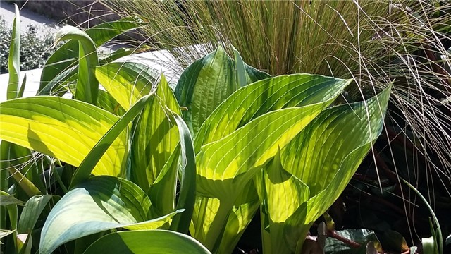 hosta