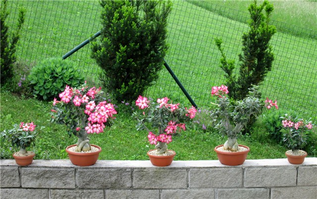 Adenium obesum