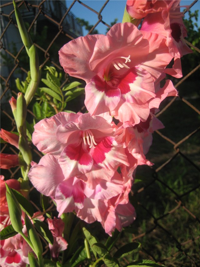 Gladiola