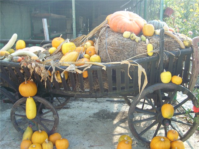 slike