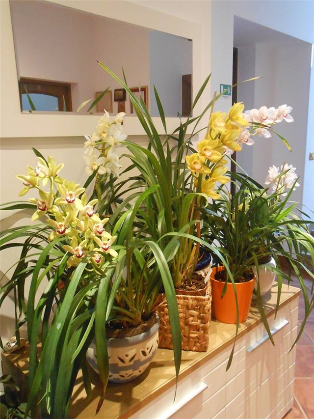 Cymbidium