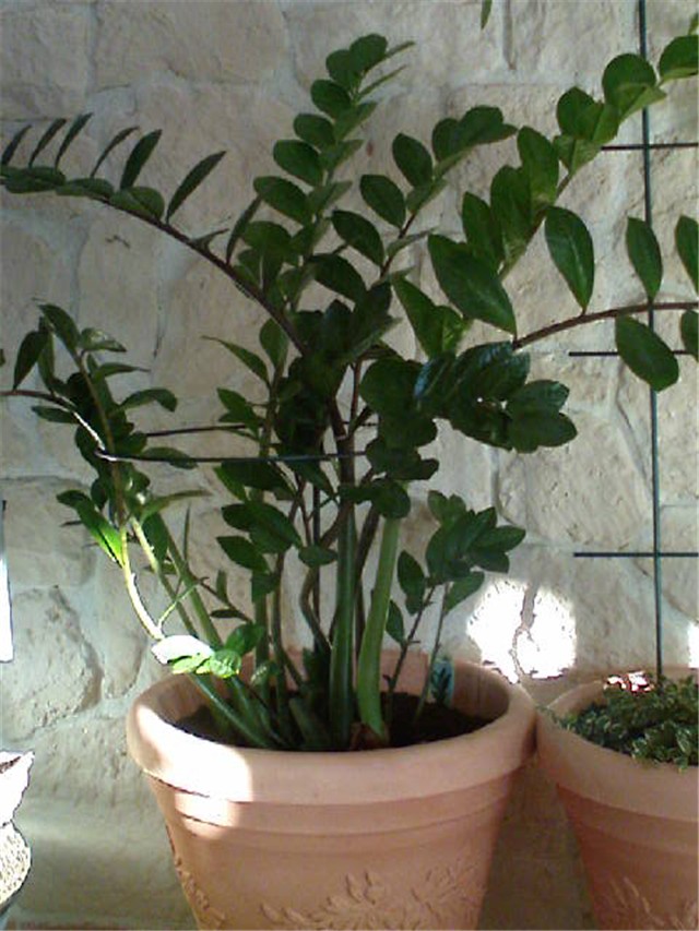 Zamioculcas