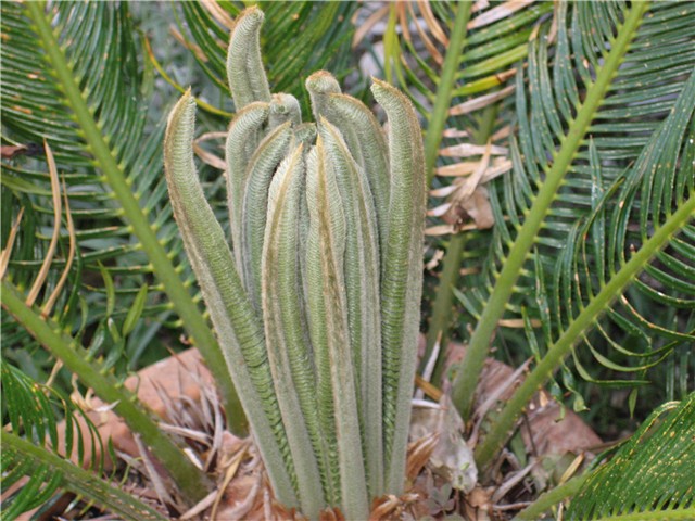 cikas