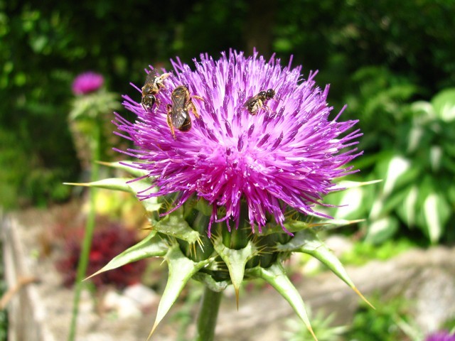 Silybum marianum