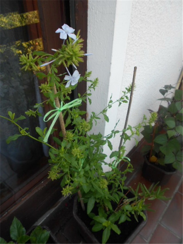 plumbago plavi