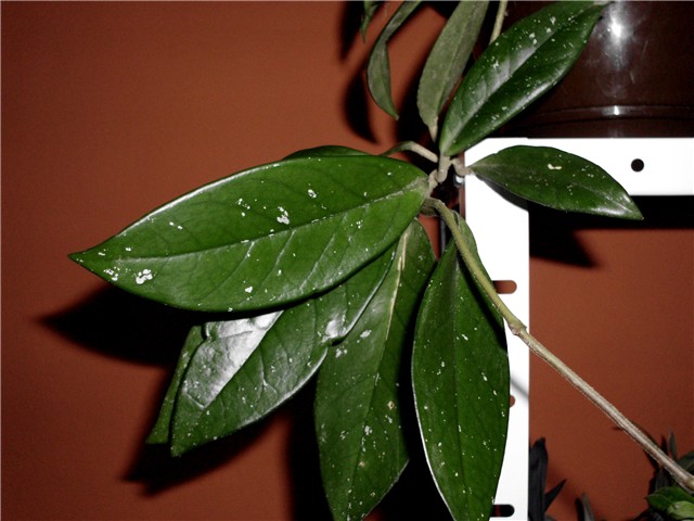 hoya1
