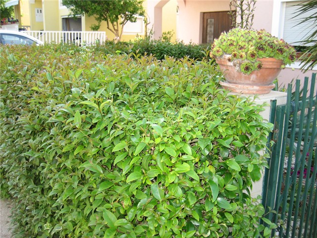 dvorište 55