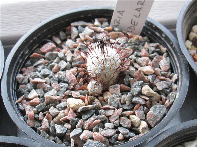 Mammillaria perezdelarosae