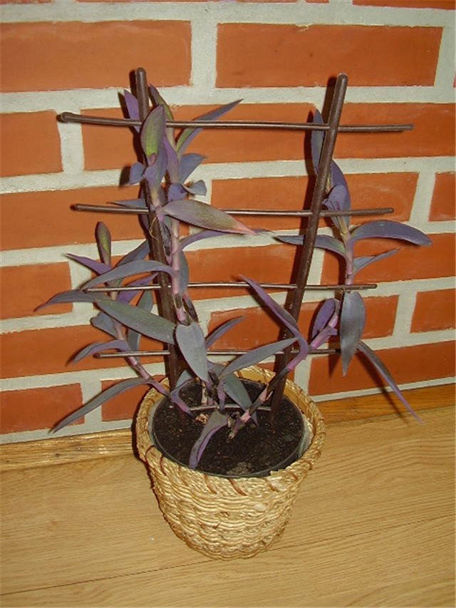 Setkrezija purpurea