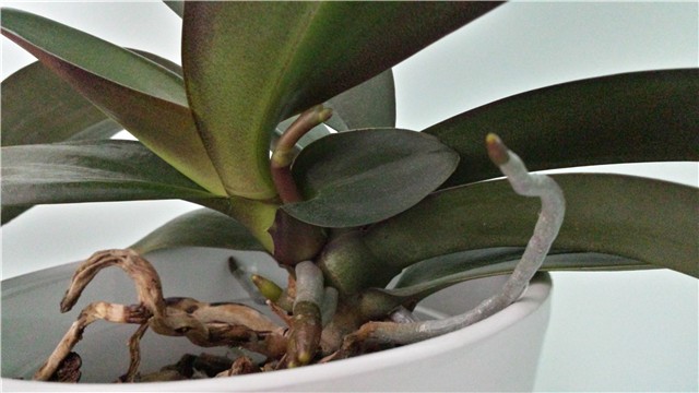 orhideja 1