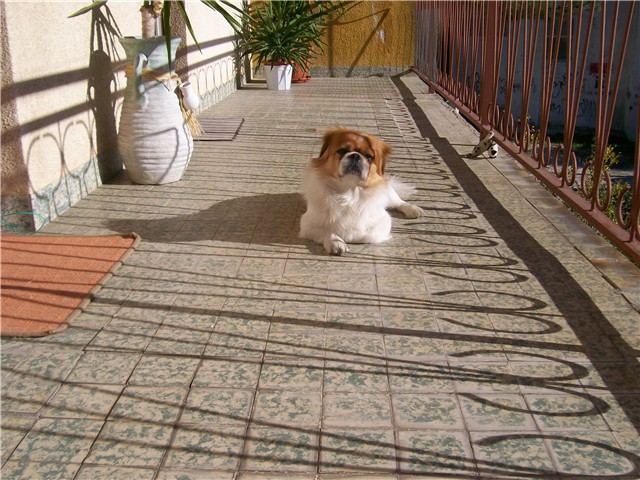 Oscar