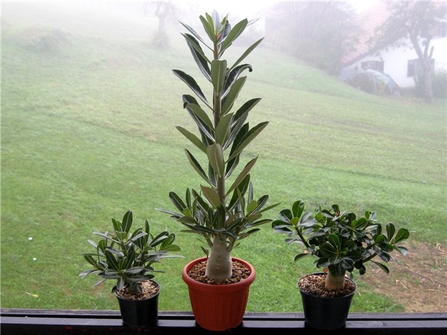 Adenium obesum sijanci 2012