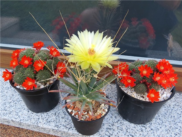 Leuchtenbergia principis