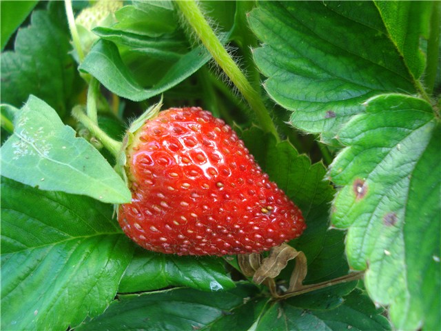 jagode
