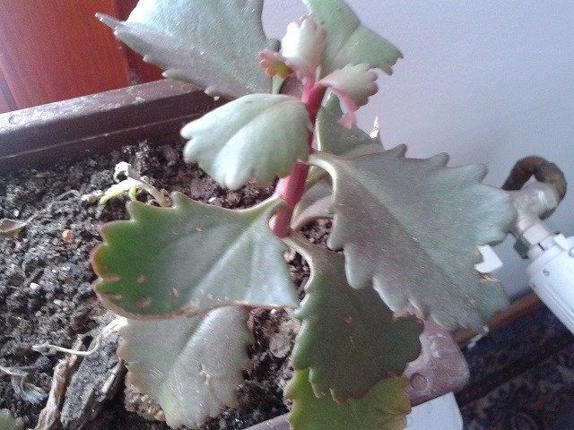 kalanchoe