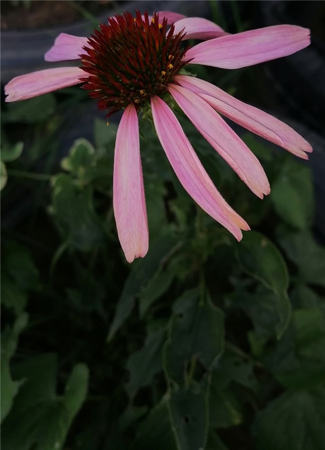 Echinacea2