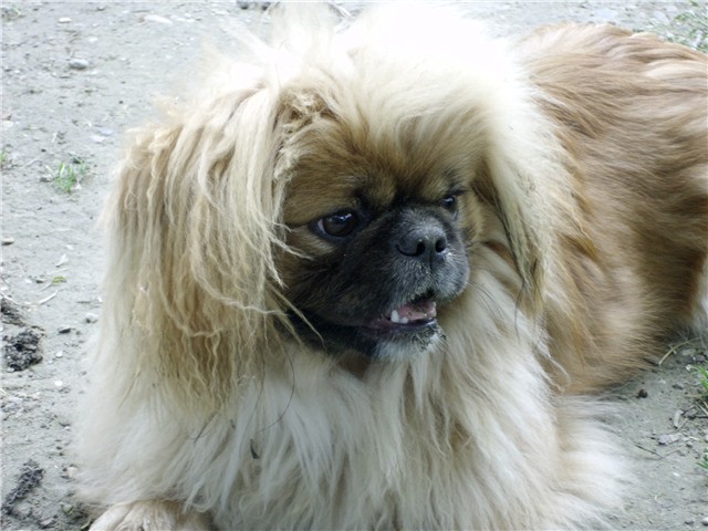 Đurđa6