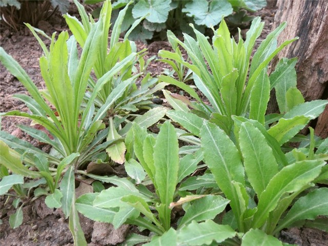 campanula