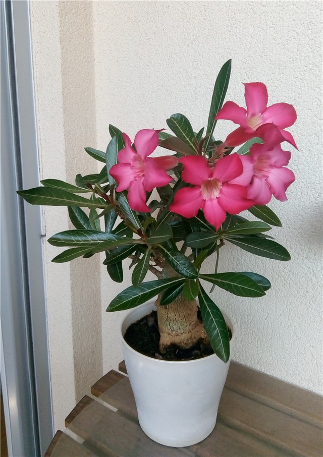 adenium