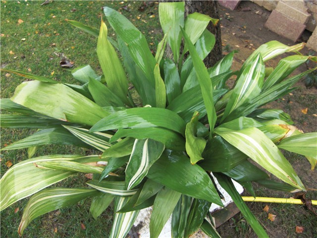 aspidistra