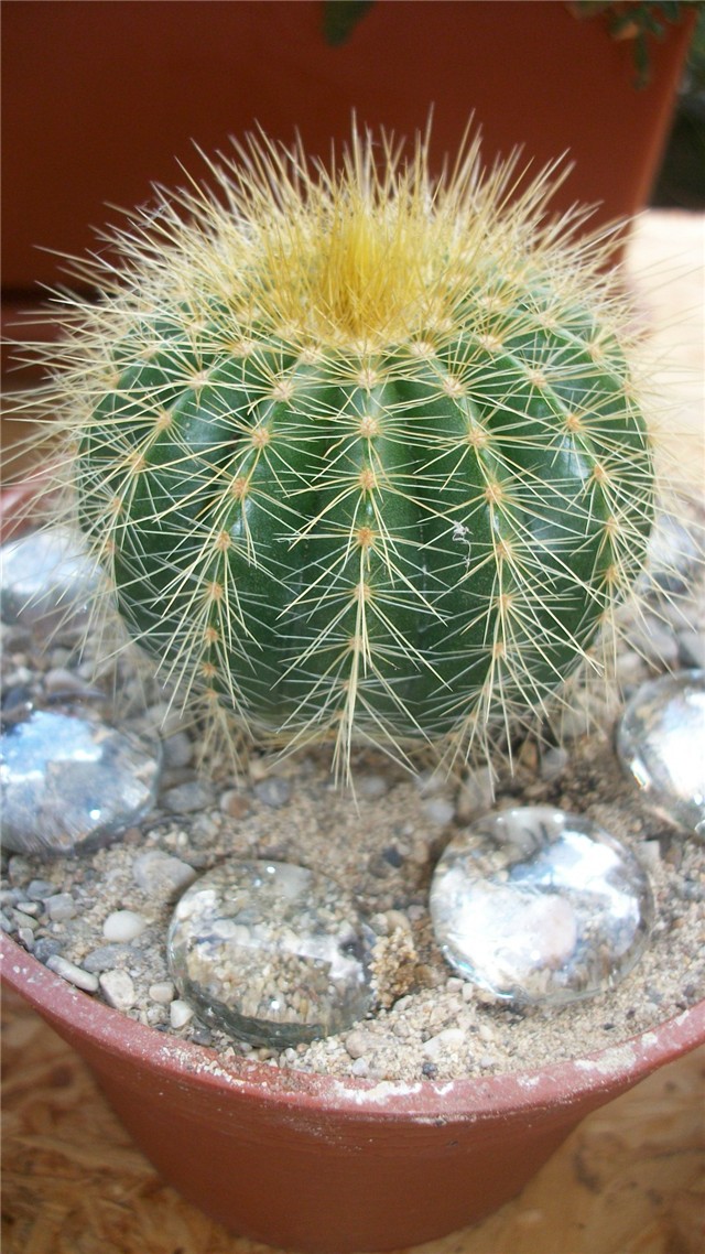 kaktus