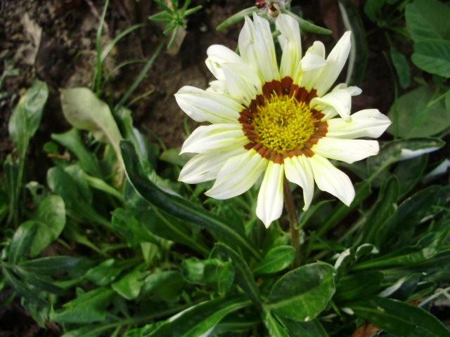 gazanija