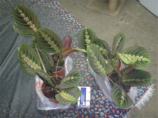 maranta