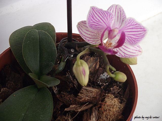 mini orhideja