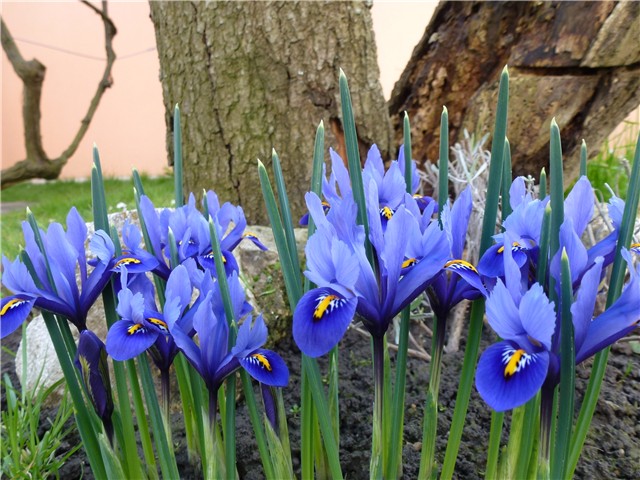 iris blue