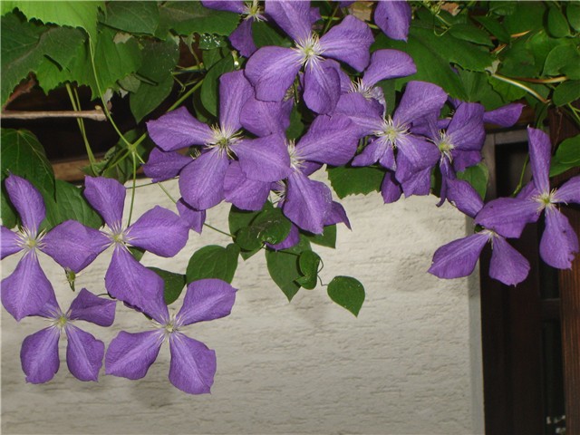 pavitina